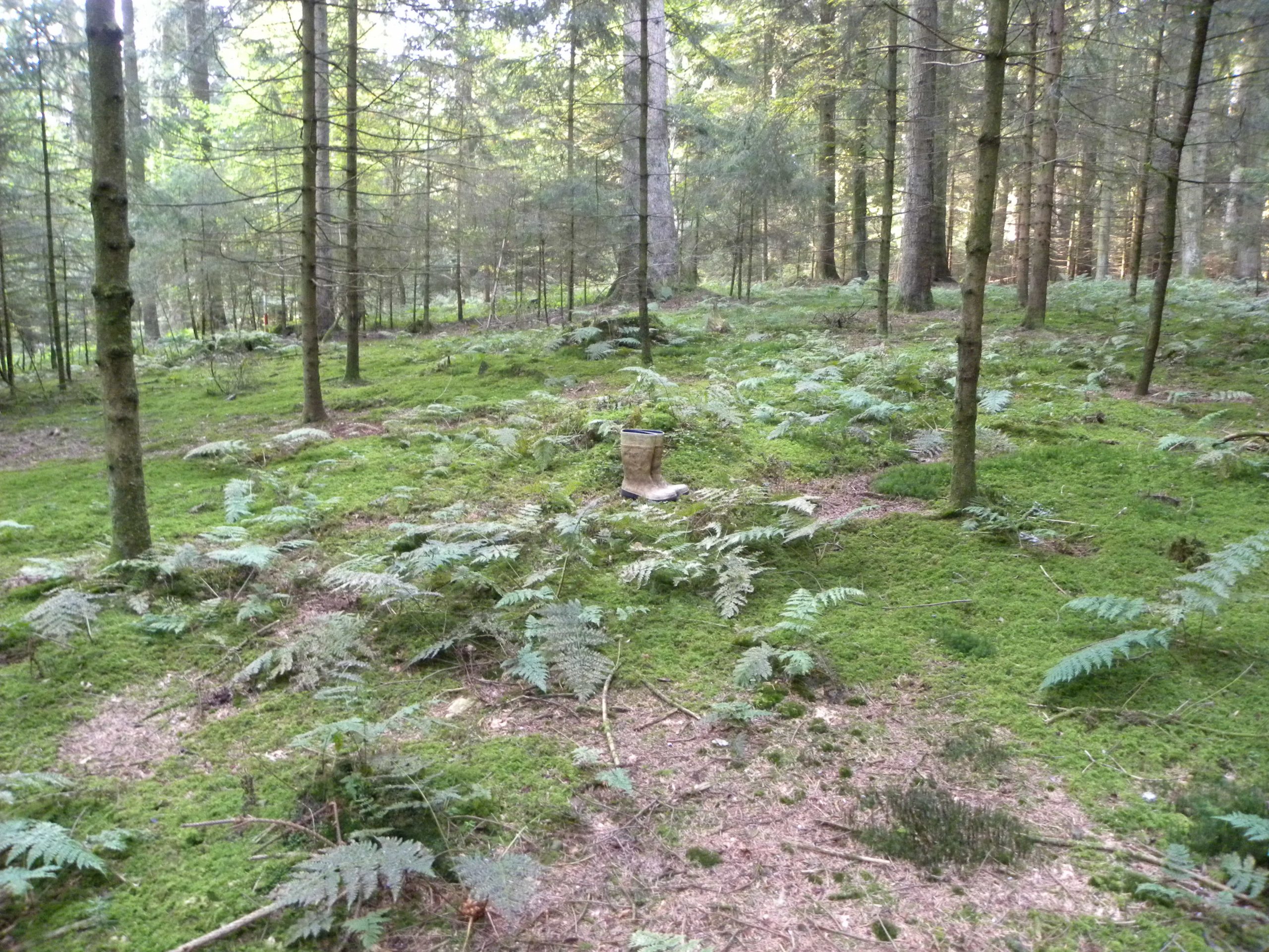 Gummistiefel im Wald