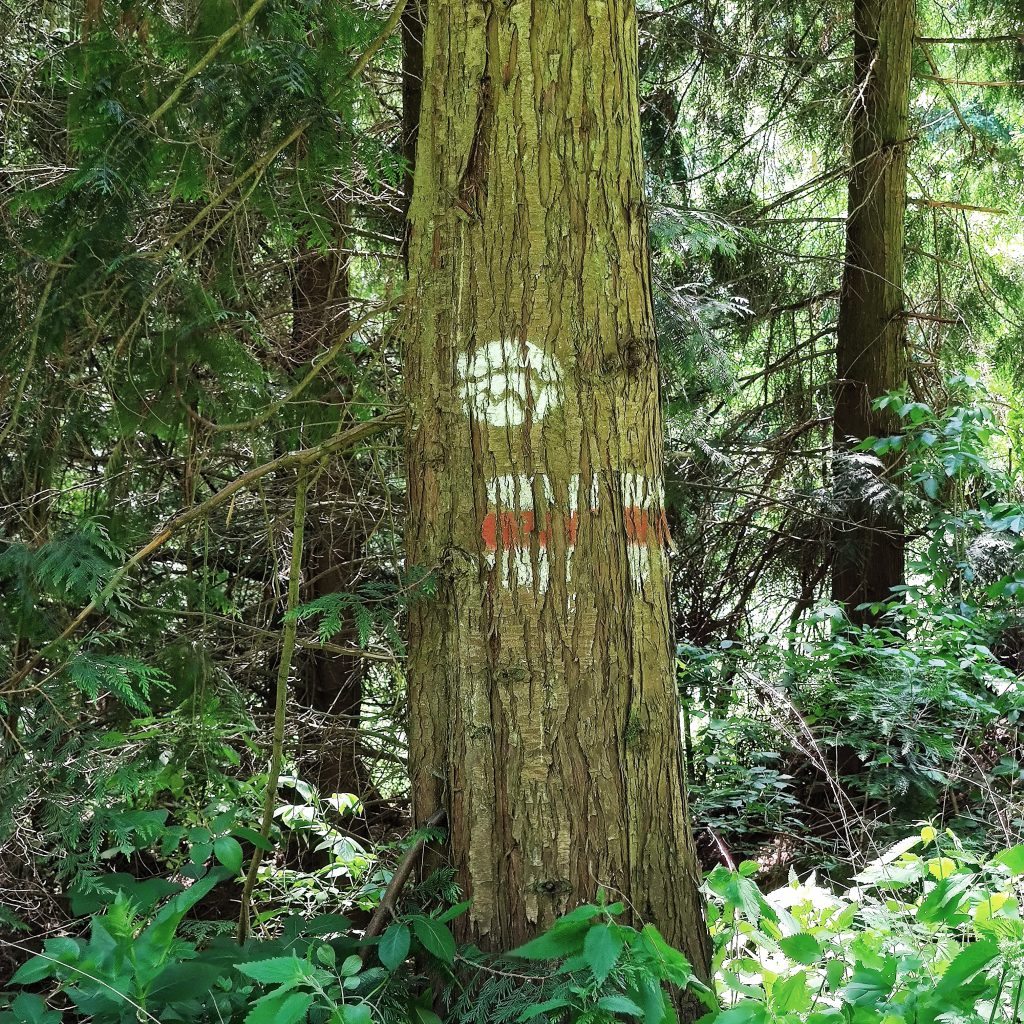 Tree with way Marks Wachau