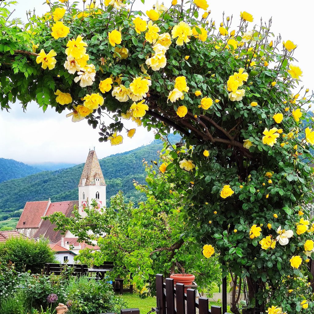 Stimmung beim Aufbruch in Spitz an einem regnerischen Morgen