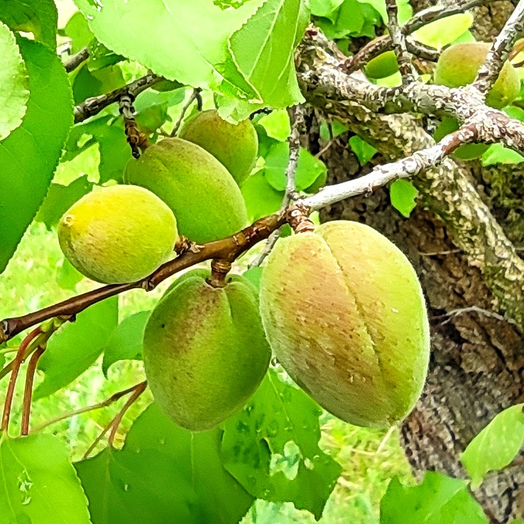 Aprikosen