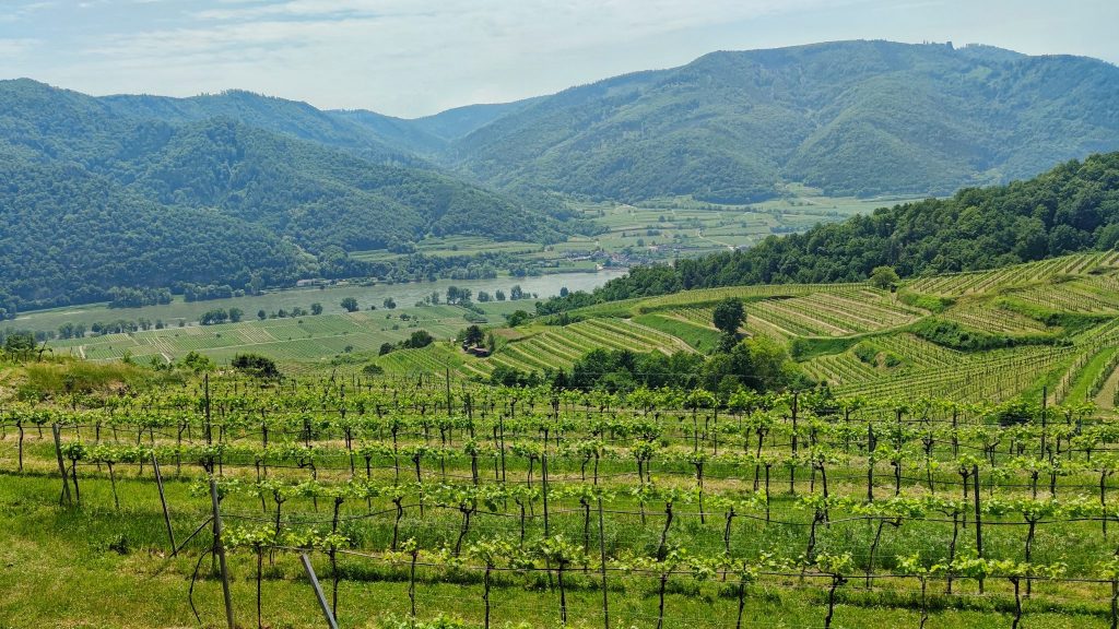 Weinberge in der Wachau
