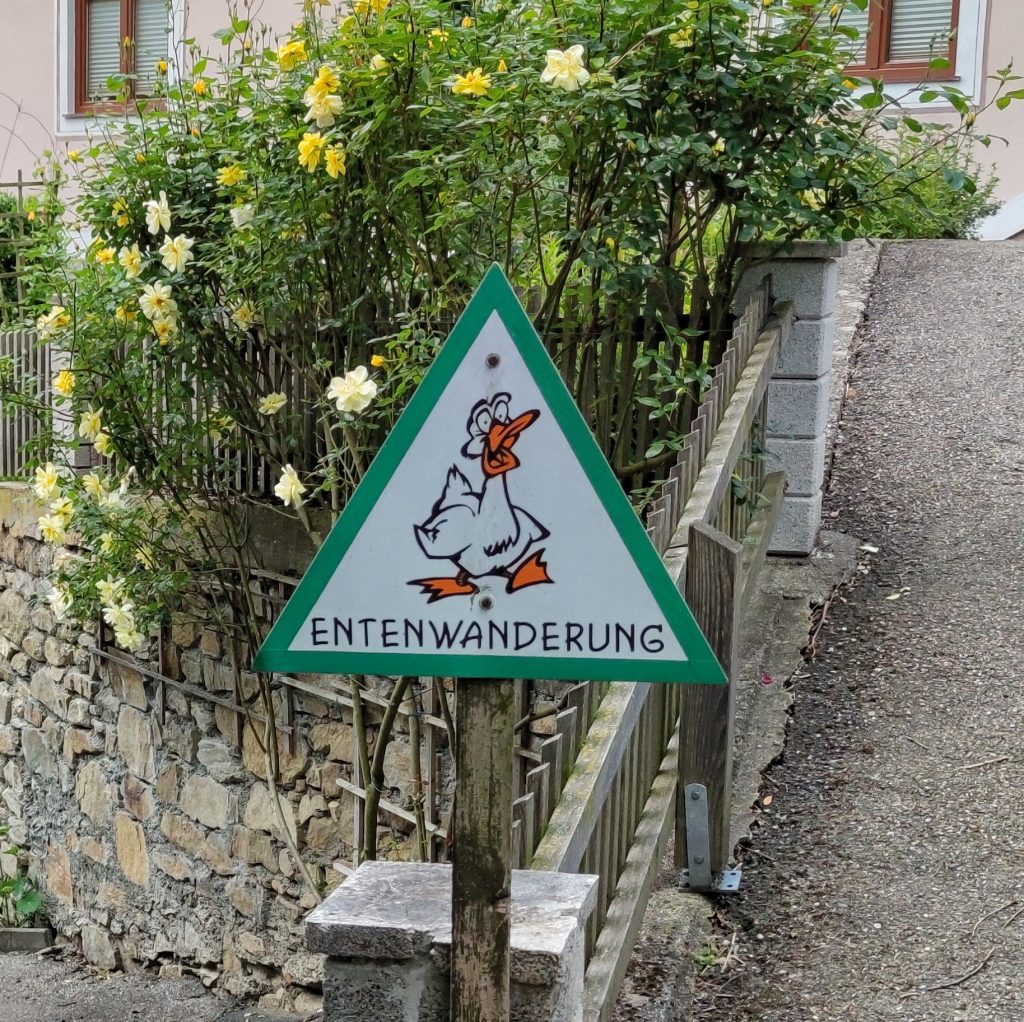 Entenwanderung