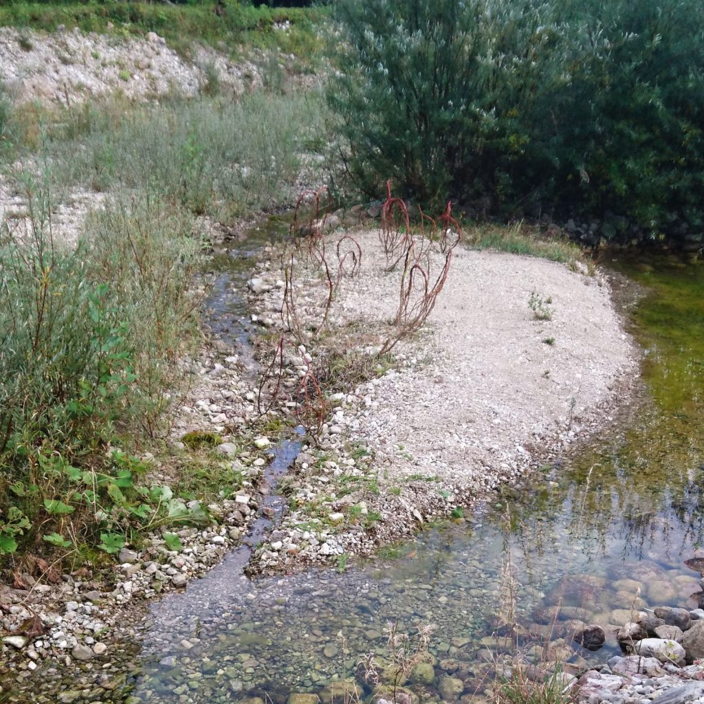 geflochtene Weidenbüsche