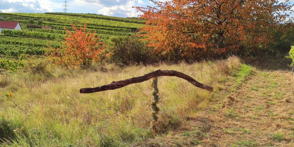 Kunst im Weinberg