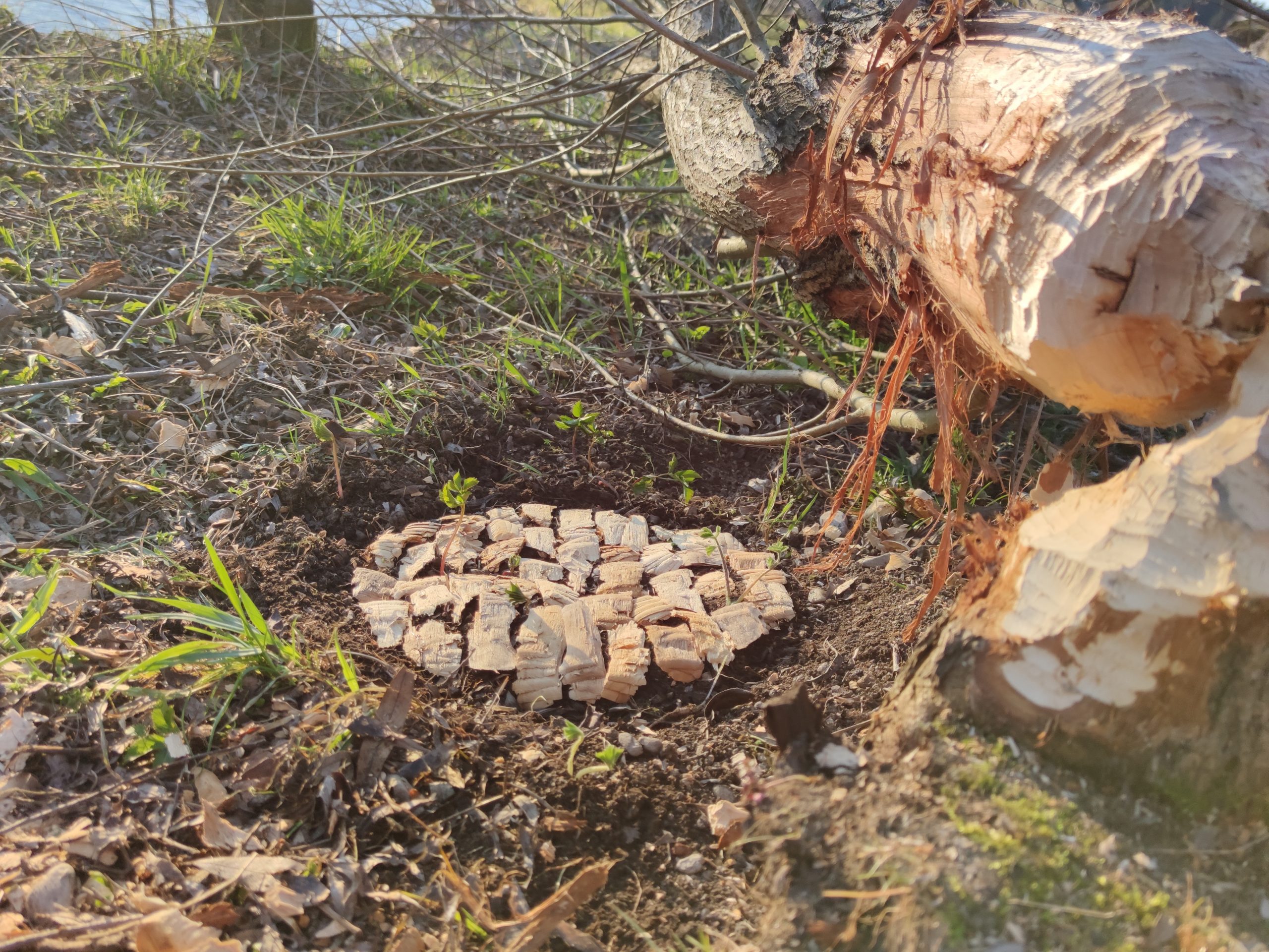 landart in spring